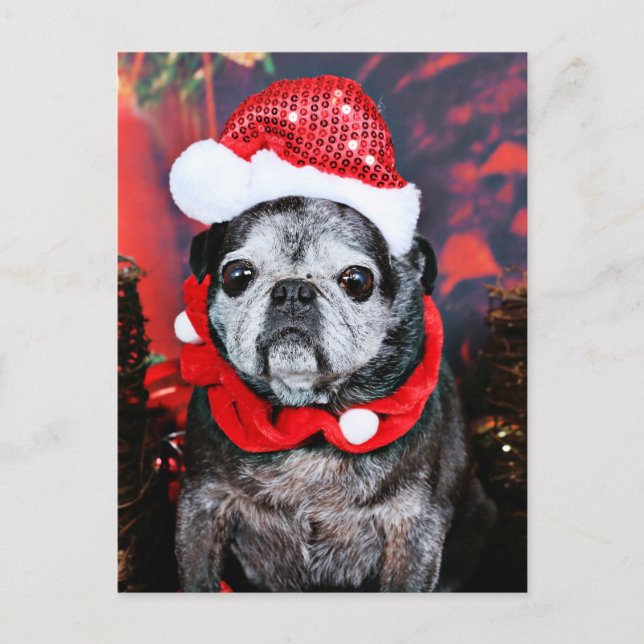 Cartão Postal De Festividades Natal - anjo - Pug (Frente)