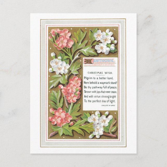 Cartão Postal De Festividades Natal antigo, Flor (Frente)