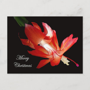 Cartão Postal De Festividades Natal Cactus Feliz Natal