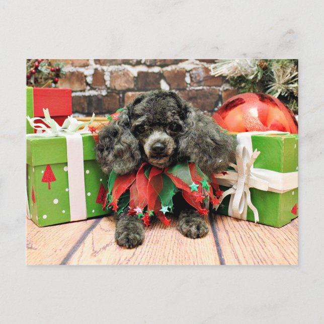Cartão Postal De Festividades Natal - caniche de brinquedo - Annie (Frente)