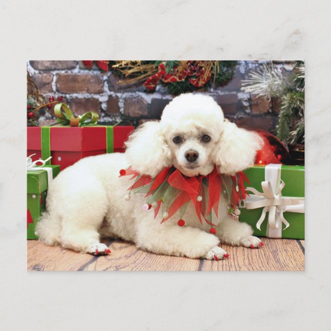 Cartão Postal De Festividades Natal - caniche - Sophie (Frente)