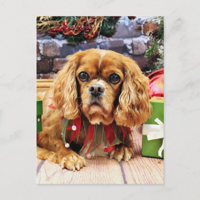 Cartão Postal De Festividades Natal - Cavalier King Charles Spaniel - Lily (Frente)