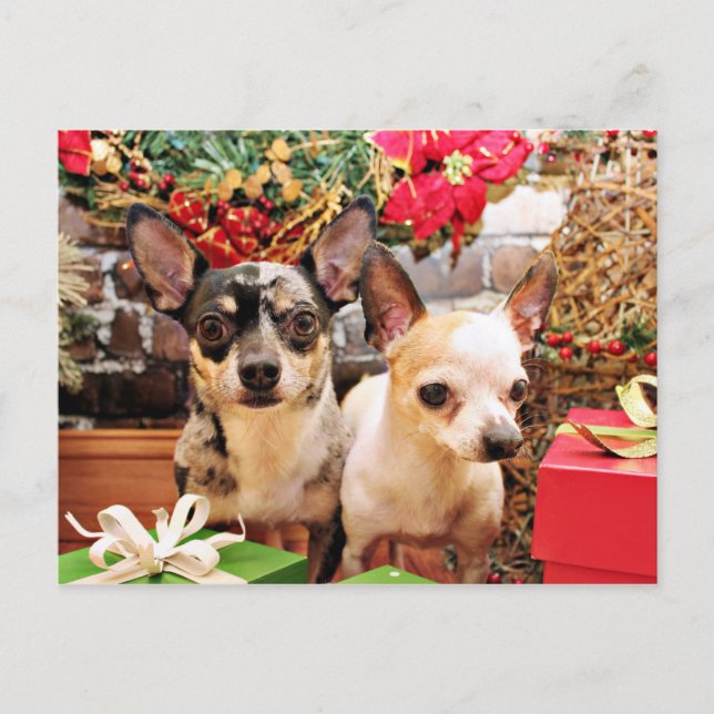 Cartão Postal De Festividades Natal - Chihuahua - Gordy e Pedro (Frente)