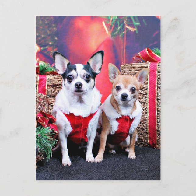 Cartão Postal De Festividades Natal - Chihuahua - Moo Moo e Ginger (Frente)