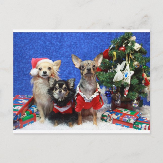 Cartão Postal De Festividades Natal Chihuahuas (Frente)