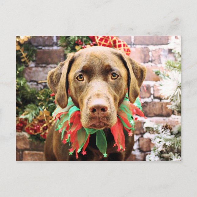 Cartão Postal De Festividades Natal - Chocolate Labrador - Hershey (Frente)