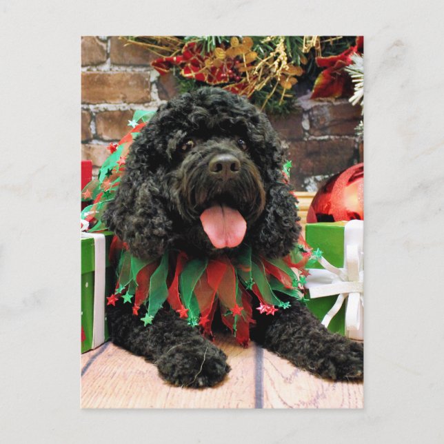 Cartão Postal De Festividades Natal - Cockapoo - Sophie (Frente)