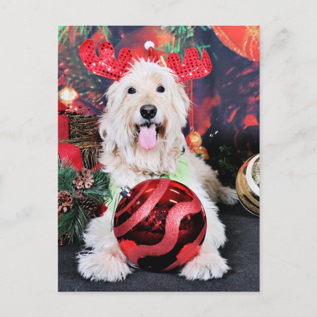 Cartão Postal De Festividades Natal - Daisy - Goldendoodle (Frente)