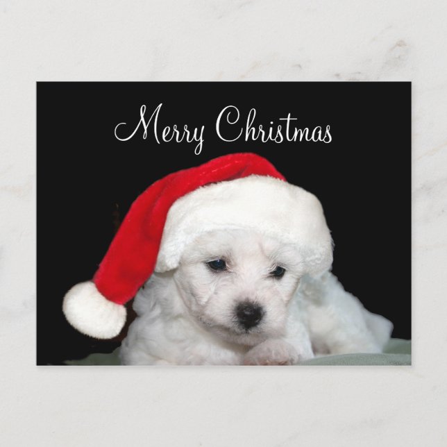 Cartão Postal De Festividades Natal de Bichon Frise (Frente)