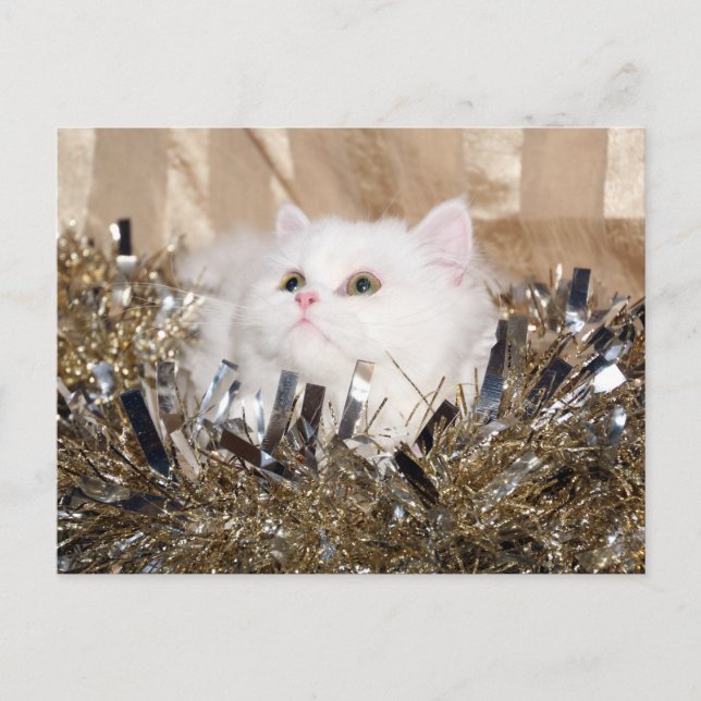 Cartão Postal De Festividades Natal de Gato Persa Branco (Frente)