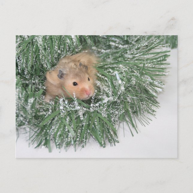 Cartão Postal De Festividades Natal de Hamster (Frente)