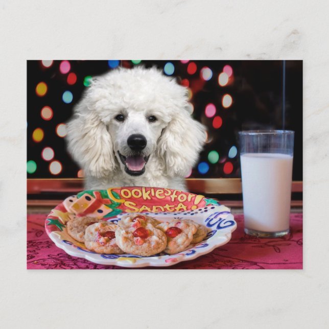 Cartão Postal De Festividades Natal de Poodle Branco (Frente)