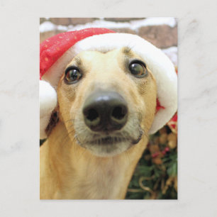 Cartão Postal De Festividades Natal - galgo - Pena