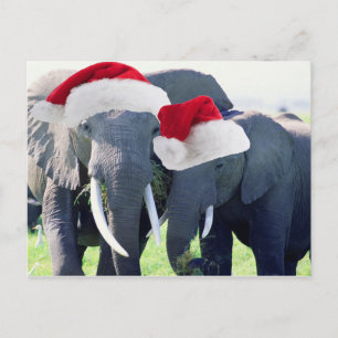 Cartão Postal De Festividades Natal inesquecível do elefante