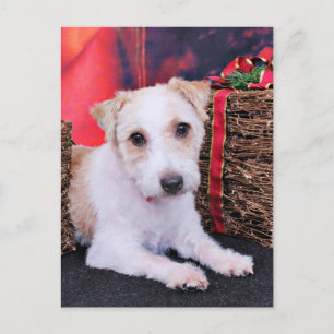 Cartão Postal De Festividades Natal - Jack Russell - Wiley