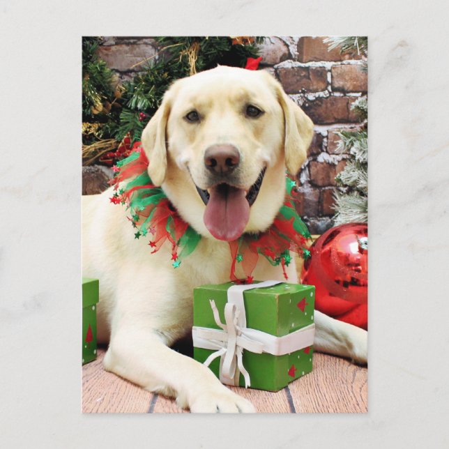 Cartão Postal De Festividades Natal - Labrador Amarelo - Strider (Frente)