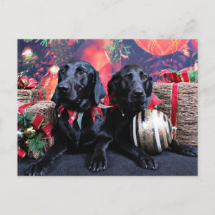 Cartão Postal De Festividades Natal - Labrador - Banjo e Boomer