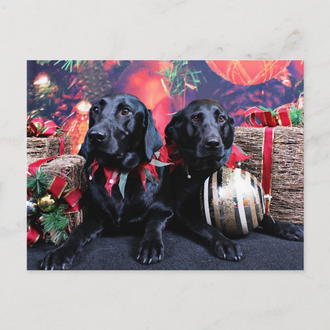 Cartão Postal De Festividades Natal - Labrador - Banjo e Boomer (Frente)