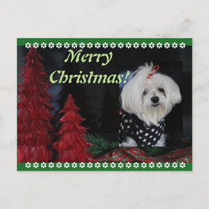 Cartão Postal De Festividades Natal maltês