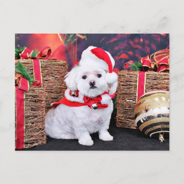 Cartão Postal De Festividades Natal - Maltês - Zoey (Frente)