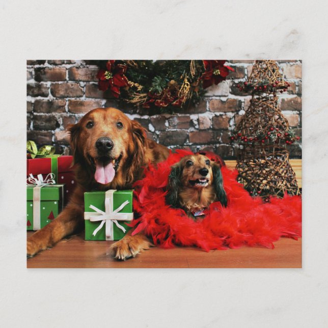 Cartão Postal De Festividades Natal - Ouro Retriever Max - Doxie - Chloe (Frente)