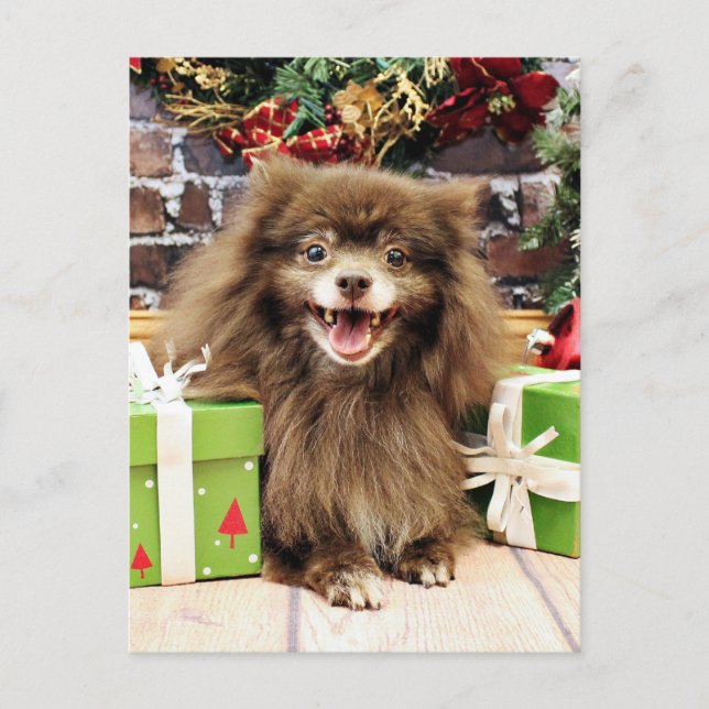Cartão Postal De Festividades Natal - Pomeranian - Fred (Frente)