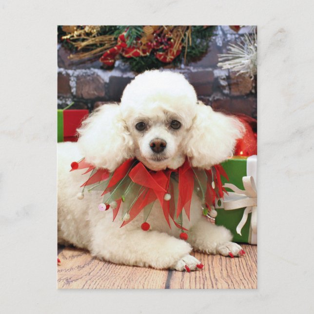 Cartão Postal De Festividades Natal - Poodle - Sophie (Frente)