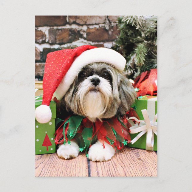 Cartão Postal De Festividades Natal - Shih Tzu - Vince (Frente)