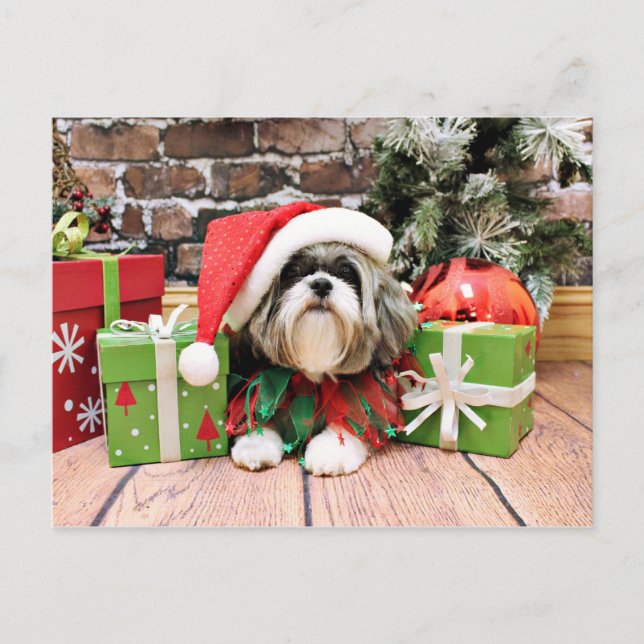 Cartão Postal De Festividades Natal - Shih Tzu - Vince (Frente)