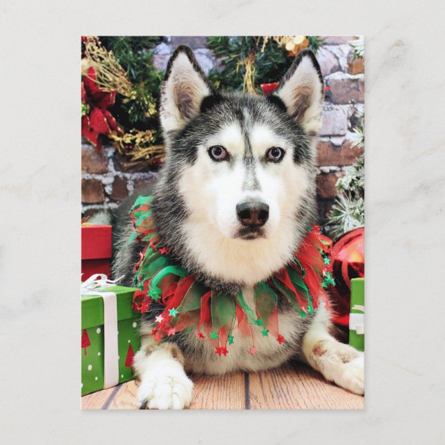 Cartão Postal De Festividades Natal - Siberian Husky - Nika (Frente)