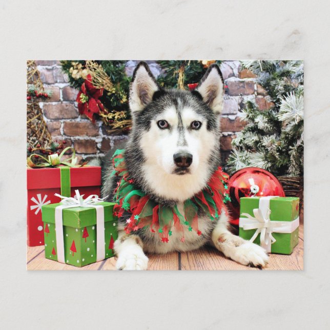Cartão Postal De Festividades Natal - Siberian Husky - Nika (Frente)