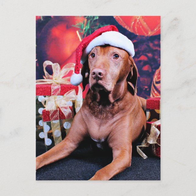 Cartão Postal De Festividades Natal - Vizsla - Budda (Frente)