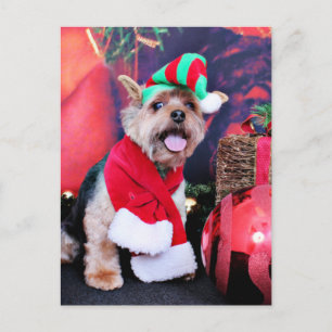 Cartão Postal De Festividades Natal - Yorkie - Jake