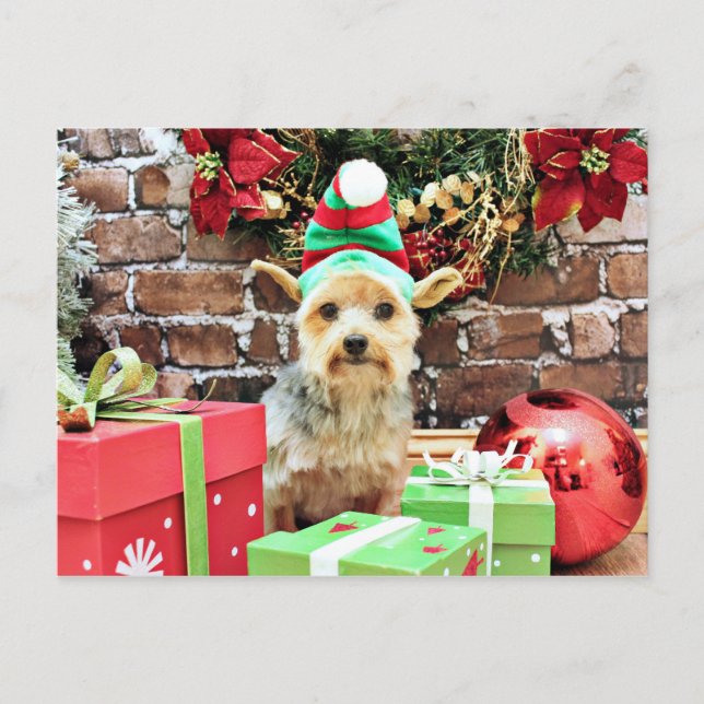 Cartão Postal De Festividades Natal - Yorkie - Vinnie #32 (Frente)