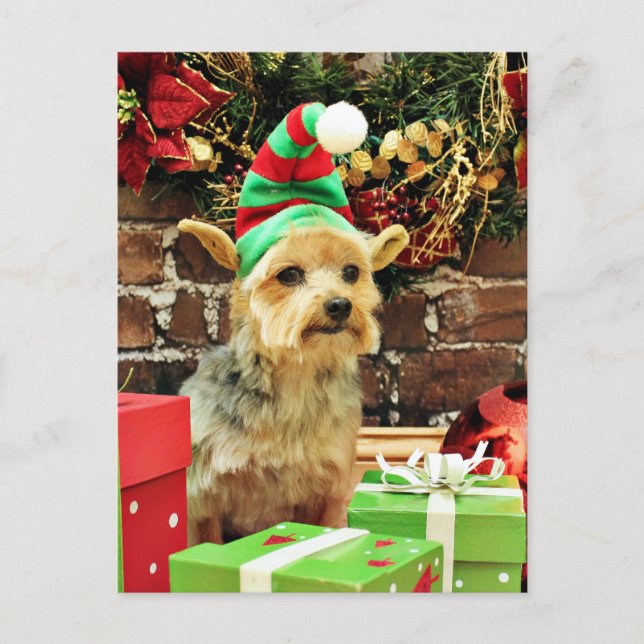 Cartão Postal De Festividades Natal - Yorkshire Terrier - Vinnie (Frente)