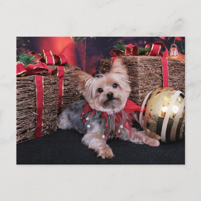 Cartão Postal De Festividades Natal - yorkshire terrier - Vinnie (Frente)