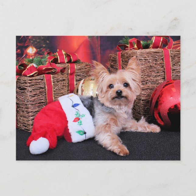 Cartão Postal De Festividades Natal - Yorkshire Terrier - Vinnie (Frente)