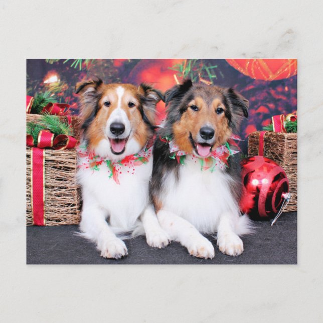 Cartão Postal De Festividades Natal - Zena & empacotador - Shelties (Frente)