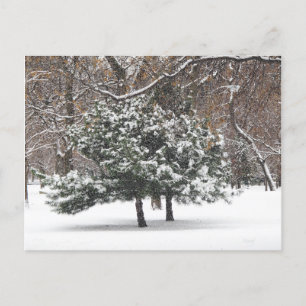 Cartão Postal De Festividades Neve