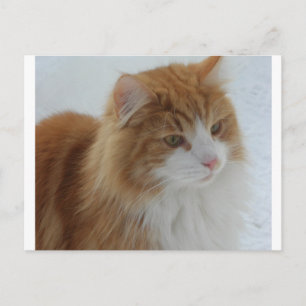 Cartão Postal De Festividades Norueguês_Floresta_Cat