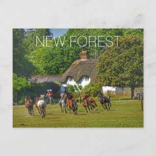 Cartão Postal De Festividades Nova Floresta