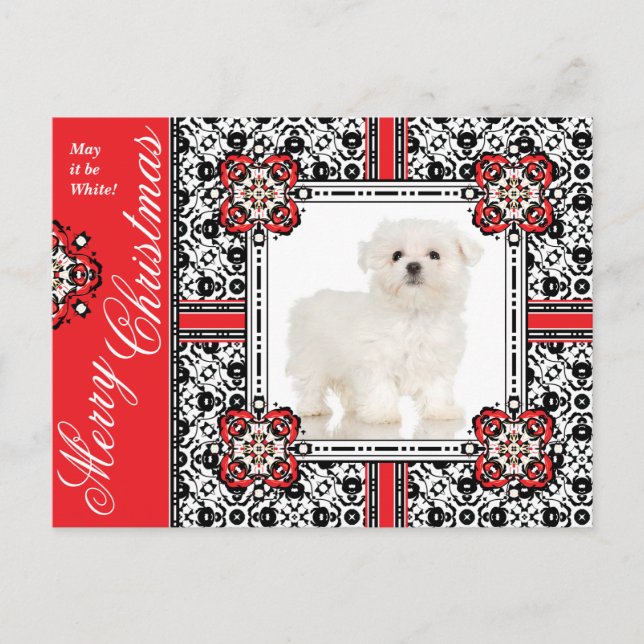 Cartão Postal De Festividades O Cachorro Fluffy Deseja Um Natal Branco (Frente)