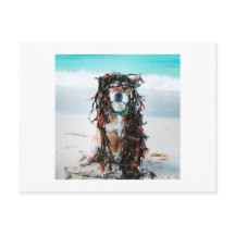 O cão com algas no cabelo