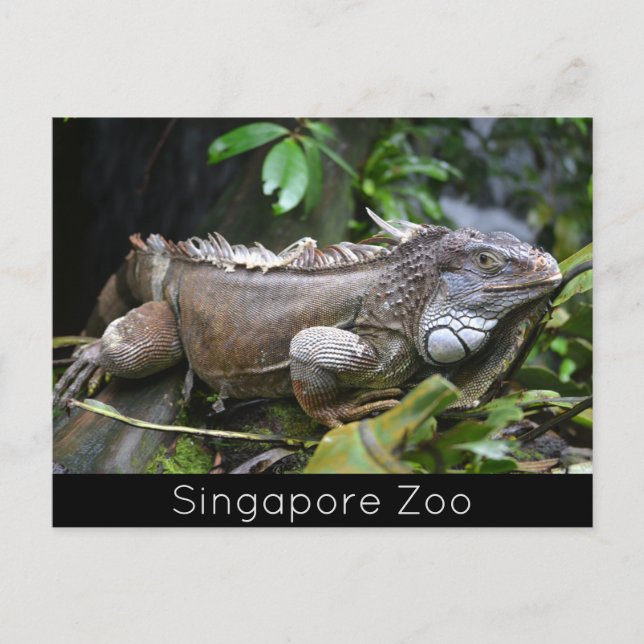 Cartão Postal De Festividades Olhe para mim, Lizard Singapore Zoo (Frente)