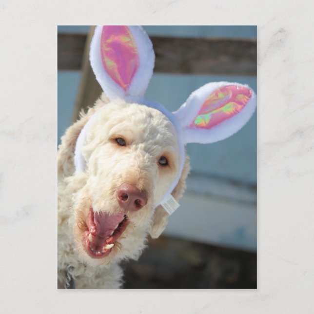 Cartão Postal De Festividades Ollie de Páscoa (Frente)