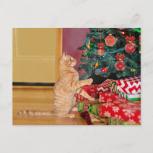 Cartão Postal De Festividades Orange Tabby Cat Natal