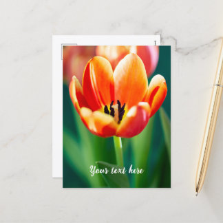 Cartão Postal De Festividades Orange Tulip Postcard