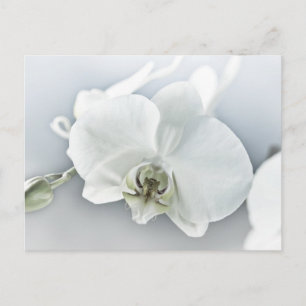 Cartão Postal De Festividades Orquídea Phalaenopsis Branca