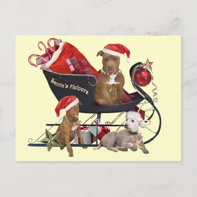 Cartão Postal De Festividades Os ajudantes do papai noel de Pitbill Terrier (Frente)