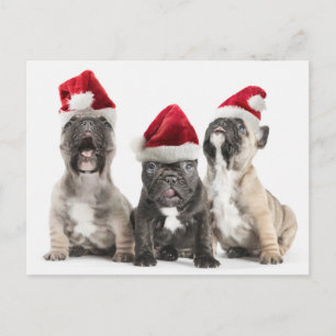 Cartão Postal De Festividades Os filhotes de cachorro do buldogue francês canta